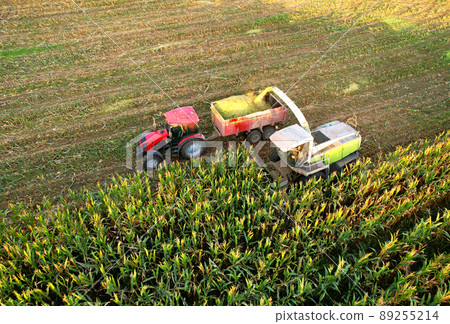Maize Harvesting with Forage harvester in field, aerial view. Cutting Maize for silage.  89255214