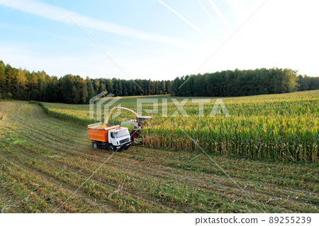 Maize Harvesting with Forage harvester in field, aerial view. Cutting Maize for silage. 89255239