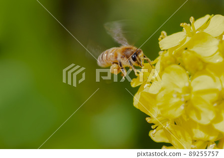 Honey bees carrying honey 89255757