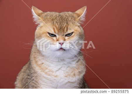 angry cat looking displeased folding back ears 89255875