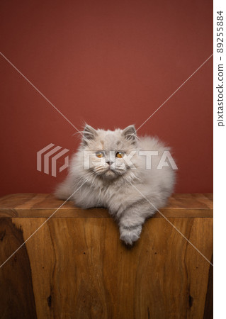 fluffy cat lying on front resting comfortably looking at camera fluffy cat lying on front resting comfortably looking at camera 89255884