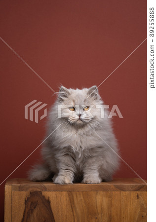 fluffy longhair cat portrait with copy space 89255888