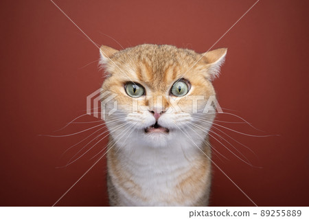 angry british shorthair cat making funny face angry british shorthair cat making funny face 89255889
