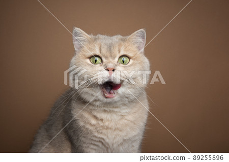 hungry cat licking lips making funny face happy over food 89255896