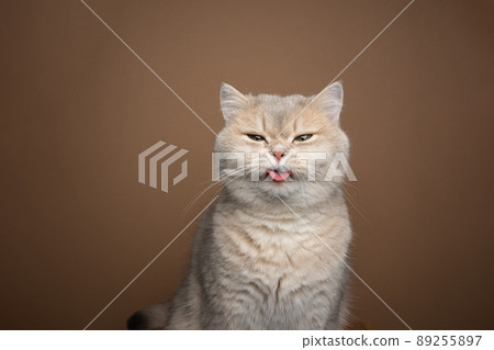 naughty cat sticking out tongue on brown background with copy space 89255897