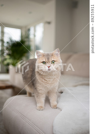 fluffy cat standing on sofa in modern living room 89255911