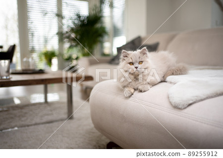fluffy british longhair cat resting on sofa lying on front 89255912