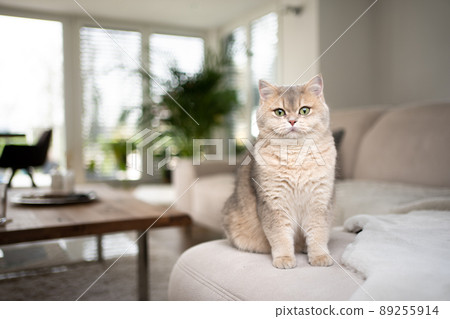 fluffy british cat sitting on sofa in modern living room 89255914