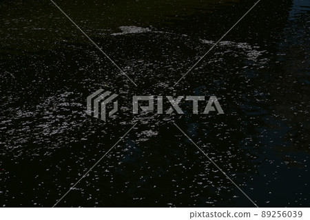 Cherry blossom petals floating on the surface of the water Cherry blossom petals floating on the surface of the water 89256039