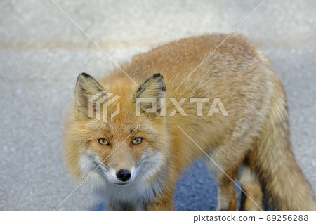 Red fox standing on the road 89256288