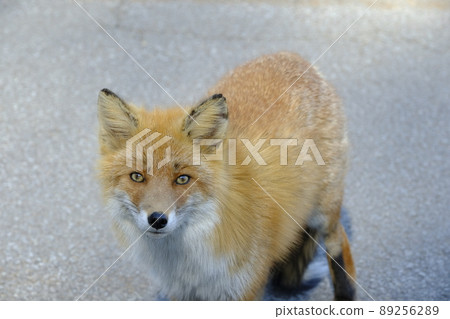 Red fox standing on the road 89256289
