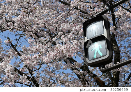 Traffic light and Yoshino cherry blossom Traffic light and Yoshino cherry blossom 89256469