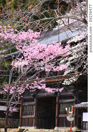 Cherry blossoms at Daihiganji Temple in Akiruno City 89256477