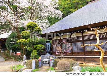 Cherry blossoms at Daihiganji Temple in Akiruno City 89256481