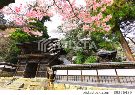 秋留野市大彼岸寺的櫻花 秋留野市大彼岸寺的櫻花 89256489