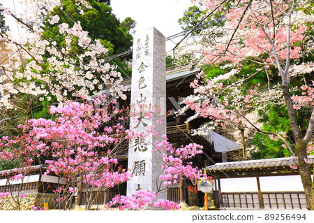 Cherry blossoms at Daihiganji Temple in Akiruno City Cherry blossoms at Daihiganji Temple in Akiruno City 89256494