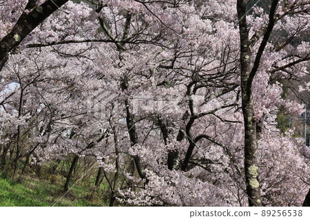Cherry blossoms in full bloom in Shinshu Takato 89256538