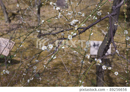 Plum blossoms at Jonangu Shrine, Fushimi Ward, Kyoto City Plum blossoms at Jonangu Shrine, Fushimi Ward, Kyoto City 89256656