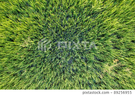Top view close up of Green rice paddy field, farming cultivation in agricultural land at countryside 89256955