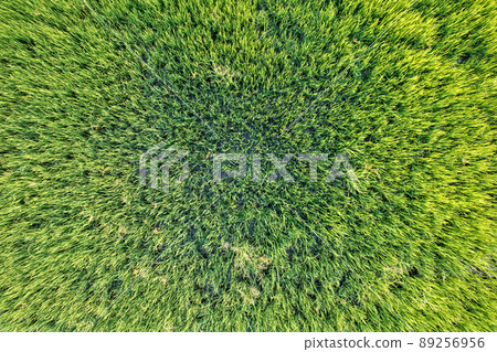 Top view close up of Green rice paddy field, farming cultivation in agricultural land at countryside Top view close up of Green rice paddy field, farming cultivation in agricultural land at countryside 89256956