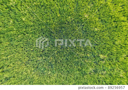Top view close up of Green rice paddy field, farming cultivation in agricultural land at countryside Top view close up of Green rice paddy field, farming cultivation in agricultural land at countryside 89256957
