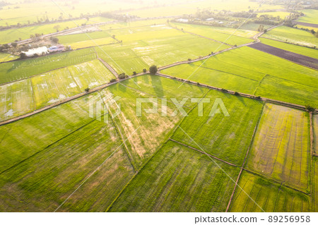 Aerial view of Green rice paddy field glowing on sunny day, farming cultivation in agricultural land at countryside Aerial view of Green rice paddy field glowing on sunny day, farming cultivation in agricultural land at countryside 89256958