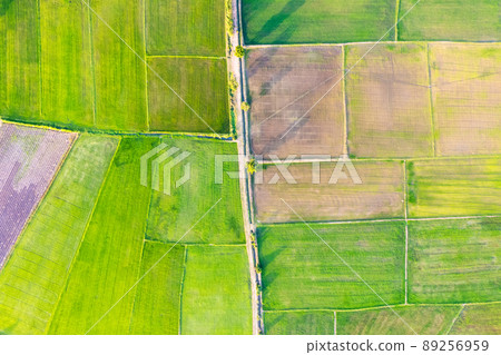 Aerial view of Green rice paddy field, farming cultivation in agricultural land at countryside Aerial view of Green rice paddy field, farming cultivation in agricultural land at countryside 89256959