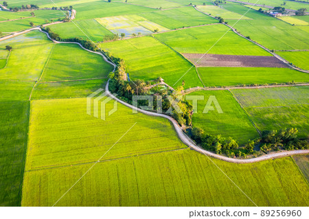 Aerial view of Green rice paddy field, farming cultivation in agricultural land at countryside Aerial view of Green rice paddy field, farming cultivation in agricultural land at countryside 89256960