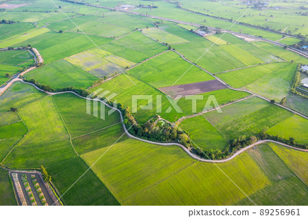 Aerial view of Green rice paddy field, farming cultivation in agricultural land at countryside Aerial view of Green rice paddy field, farming cultivation in agricultural land at countryside 89256961