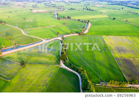 Aerial view of Green rice paddy field, farming cultivation in agricultural land at countryside 89256963