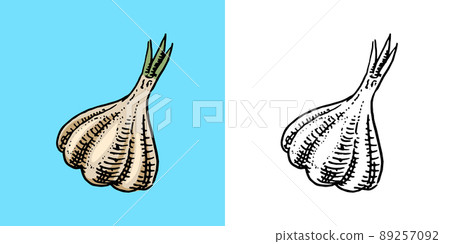 Garlic in vintage style. Seasoning or condiment for food. Engraved hand drawn sketch. Garlic in vintage style. Seasoning or condiment for food. Engraved hand drawn sketch. 89257092