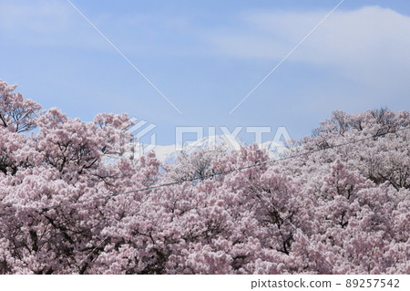 遠眺信州高遠盛開的櫻花和阿爾卑斯山的殘雪 89257542