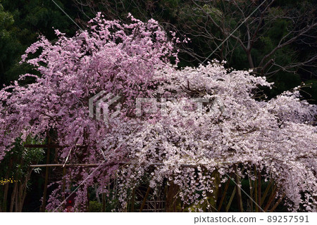Taima-dera Okuin的垂枝櫻花 89257591