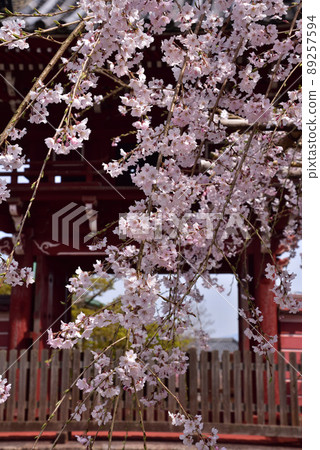Taima-dera Okuin的垂枝櫻花 Taima-dera Okuin的垂枝櫻花 89257594