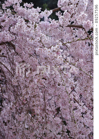 Taima-dera Okuin的垂枝櫻花 Taima-dera Okuin的垂枝櫻花 89257596