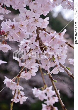 Taima-dera Okuin的垂枝櫻花 89257598