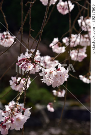 Weeping cherry blossoms at Taima-dera Okuin Weeping cherry blossoms at Taima-dera Okuin 89257609