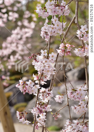 Weeping cherry blossoms at Taima-dera Okuin Weeping cherry blossoms at Taima-dera Okuin 89257616