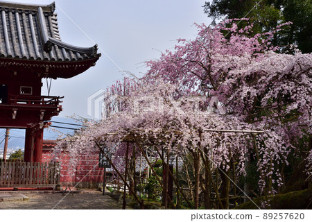 Taima-dera Okuin的垂枝櫻花 89257620