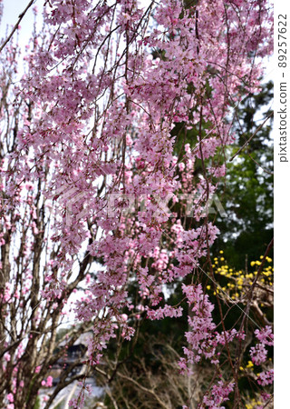 Taima-dera Okuin的垂枝櫻花 89257622