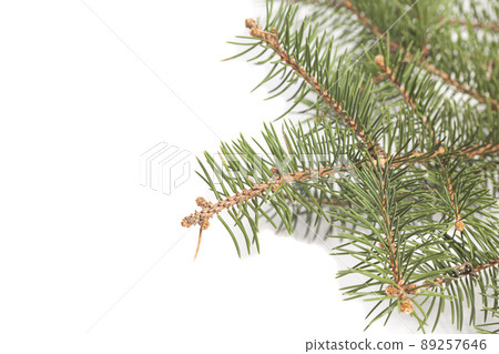 Fir tree branch isolated on white Fir tree branch isolated on white 89257646