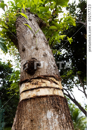 Girdling tree trunk bark will kill the tree with nutrients prevented from reaching the crown Girdling tree trunk bark will kill the tree with nutrients prevented from reaching the crown 89257723