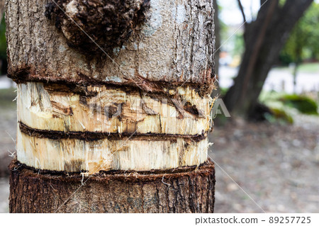 Girdling tree trunk bark will kill the tree with nutrients prevented from reaching the crown Girdling tree trunk bark will kill the tree with nutrients prevented from reaching the crown 89257725