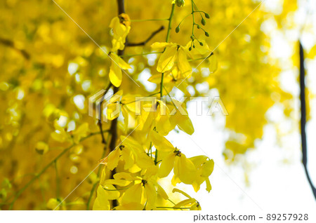 Cassia fistula ,LEGUMINOSAE CAESALPINIOIDEAE or Pudding Pine or Indian Laburnum or Golden Shower Cassia fistula ,LEGUMINOSAE CAESALPINIOIDEAE or Pudding Pine or Indian Laburnum or Golden Shower 89257928