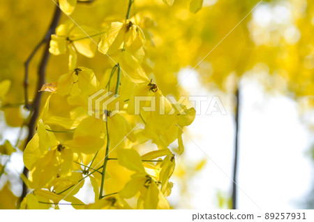 Cassia fistula ,LEGUMINOSAE CAESALPINIOIDEAE or Pudding Pine or Indian Laburnum or Golden Shower Cassia fistula ,LEGUMINOSAE CAESALPINIOIDEAE or Pudding Pine or Indian Laburnum or Golden Shower 89257931
