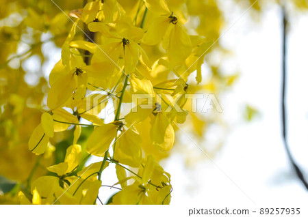 Cassia fistula ,LEGUMINOSAE CAESALPINIOIDEAE or Pudding Pine or Indian Laburnum or Golden Shower Cassia fistula ,LEGUMINOSAE CAESALPINIOIDEAE or Pudding Pine or Indian Laburnum or Golden Shower 89257935