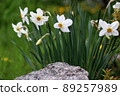 Blooming daffodils on a blurred background. Stone in the foreground. Landscaping. 89257989