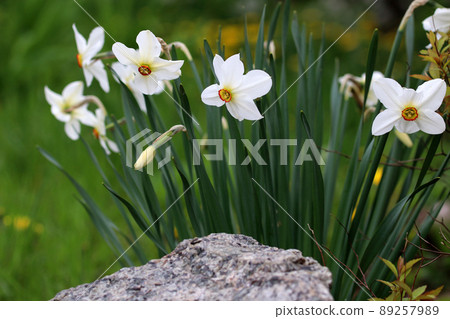 Blooming daffodils on a blurred background. Stone in the foreground. Landscaping. Blooming daffodils on a blurred background. Stone in the foreground. Landscaping. 89257989