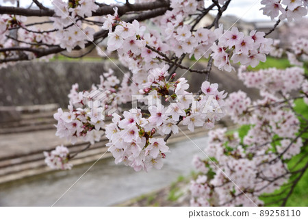 櫻花樹在Saho河 89258110