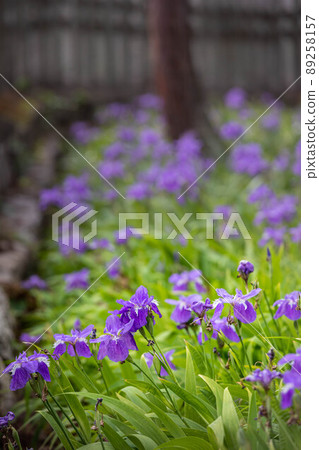 Goryo Shrine, Tobio in full bloom in the old waterway Goryo Shrine, Tobio in full bloom in the old waterway 89258157